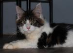 Grant tica health tested parents price reduced - Maine Coon Kitten For Sale - Zanesville&comma; OH&comma; US