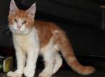 Taz tica health tested parents price reduced - Maine Coon Kitten For Sale - 