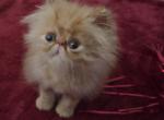 Red Tabby Persian - Persian Kitten For Sale - 