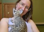 F7 Savannahs - Savannah Cat For Sale - MI&comma; US