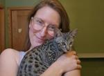 F7 Savannah Kittens - Savannah Cat For Sale - MI&comma; US