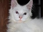 Atlas   tica health tested parents price reduced - Maine Coon Kitten For Sale - Zanesville&comma; OH&comma; US