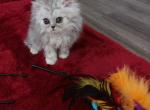 Chinchilla Silver Persian - Persian Kitten For Sale - 