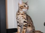 Kai - Bengal Kitten For Sale - 