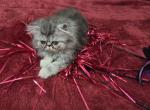 Smoke Persian - Persian Kitten For Sale - 