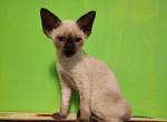 Sabrina - Devon Rex Kitten For Sale - Ironwood&comma; MI&comma; US