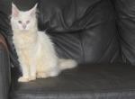 Adira tica health tested parents price reduced - Maine Coon Kitten For Sale - Zanesville&comma; OH&comma; US