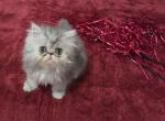 Shaded Silver Persian - Persian Kitten For Sale - Peculiar&comma; MO&comma; US