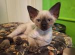 Betty Jo - Devon Rex Kitten For Sale - Ironwood&comma; MI&comma; US