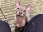 Kreacher - Sphynx Kitten For Sale - San Francisco&comma; CA&comma; US