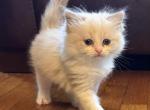 Female Ragdoll Kitten - Ragdoll Kitten For Sale - Rochester&comma; MA&comma; US