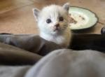 Ragamese - Ragdoll Kitten For Sale - 