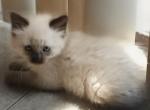 Tiger Lilly - Himalayan Kitten For Adoption - Loveland&comma; CO&comma; US