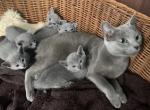 NEW Russian Blue - Russian Blue Kitten For Sale - Charlotte&comma; NC&comma; US