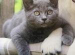 Mixed breed kittens - British Shorthair Kitten For Sale - East Earl&comma; PA&comma; US