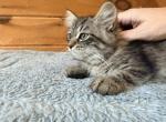 Kate - Siberian Kitten For Sale - 