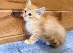 Kenny - Siberian Kitten For Sale - Duncansville&comma; PA&comma; US