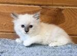 Whitney litter - Ragdoll Kitten For Sale - 