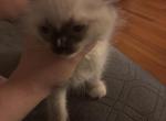 Stripe - Ragdoll Kitten For Sale - Baltimore&comma; MD&comma; US