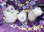 Whitney litter - Ragdoll Kitten For Sale - 