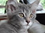 Susan Purebred Maine Coon - Maine Coon Kitten For Sale - 
