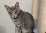 Savannah - Abyssinian Kitten For Adoption - 