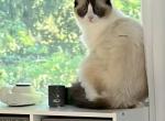 Pandora - Ragdoll Cat For Sale - Yorktown Heights&comma; NY&comma; US
