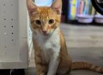 Saber - Domestic Kitten For Adoption - 