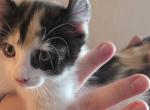Duchess Elf ear calico female - Munchkin Kitten For Sale - Fort Worth&comma; TX&comma; US