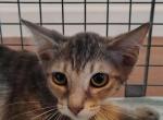 Fern - Domestic Kitten For Adoption - Fort Pierce&comma; FL&comma; US