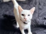 Brownie - Highlander Kitten For Sale - Williamsburg&comma; VA&comma; US