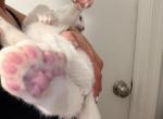 Cindy Lou - Highlander Kitten For Sale - Williamsburg&comma; VA&comma; US