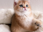 Nala - British Shorthair Kitten For Sale - Orlando&comma; FL&comma; US