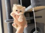 Scottish Straight Female cream - Scottish Straight Kitten For Sale - Orlando&comma; FL&comma; US