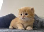 Scottish Straight Female - Scottish Straight Kitten For Sale - Orlando&comma; FL&comma; US