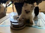 Minka kittens - Persian Kitten For Sale - Ellington&comma; CT&comma; US