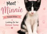 Minnie - Domestic Kitten For Sale - Walkerton&comma; IN&comma; US