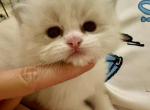 Apollo - Ragdoll Kitten For Sale - Monrovia&comma; CA&comma; US
