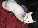 Duchess - Munchkin Cat For Sale/Service - 