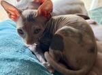 Juno Litter - Sphynx Kitten For Sale - 