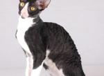 Ariel - Cornish Rex Kitten For Sale