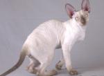 Chico - Cornish Rex Kitten For Sale - 