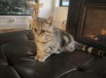 Toastys - Scottish Straight Kitten For Sale - 