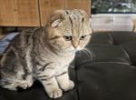 Tiny - Scottish Fold Kitten For Sale - 