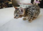 Lily - Bengal Kitten For Sale - 