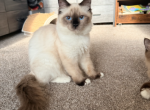 Seal Point Females - Ragdoll Kitten For Sale - Torrance&comma; CA&comma; US