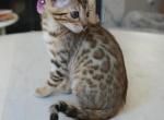 Gucci - Bengal Kitten For Sale - Pleasant Hill&comma; CA&comma; US
