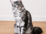 Ophelia - Maine Coon Cat For Sale/Retired Breeding - 