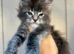 Bishop blue tabby male - Maine Coon Kitten For Sale - Riverside&comma; CA&comma; US