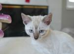 Sven - Bengal Kitten For Sale - 